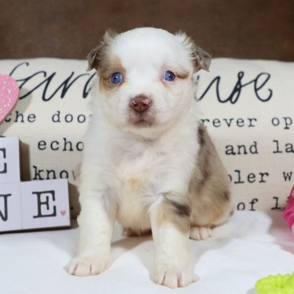 Miniature Australian Shepherd Puppy for Sale