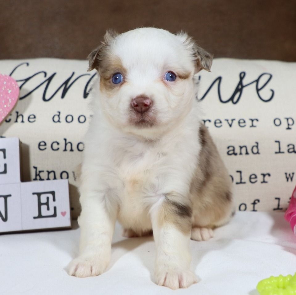 Miniature Australian Shepherd Puppy for Sale in NYC