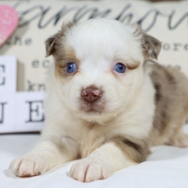 Miniature Australian Shepherd Puppy for Sale