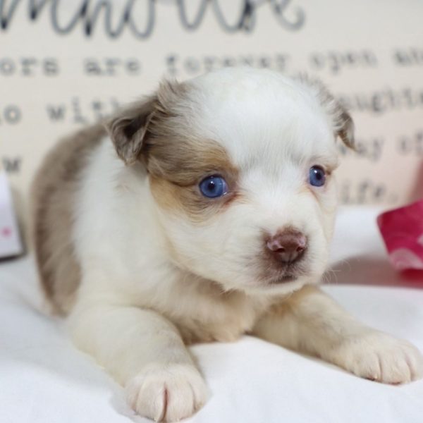 Miniature Australian Shepherd Puppy for Sale