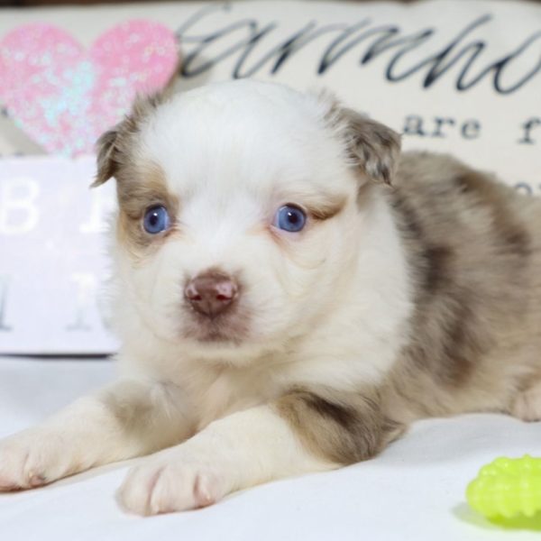 Miniature Australian Shepherd Puppy for Sale