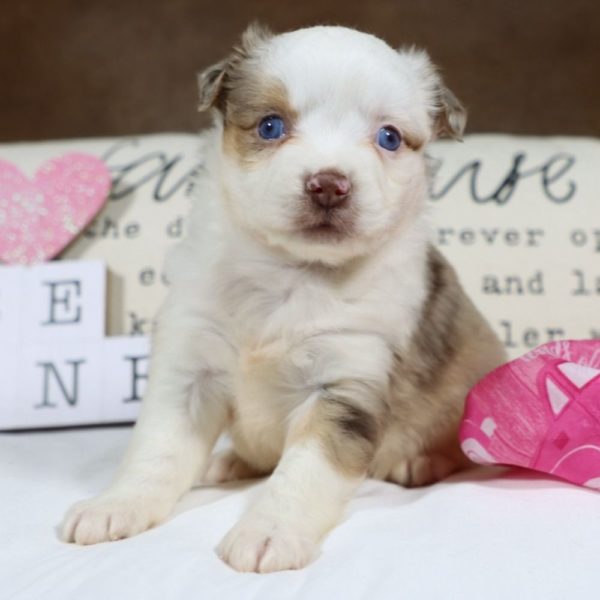 Miniature Australian Shepherd Puppy for Sale