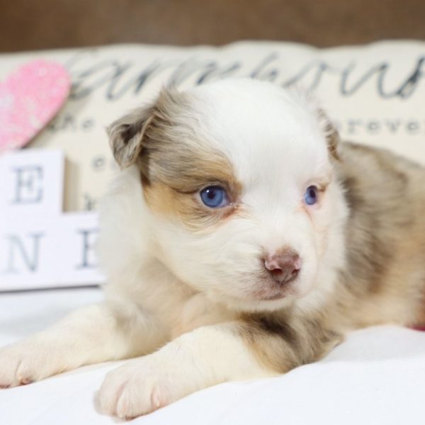 Miniature Australian Shepherd Puppy for Sale