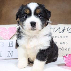 Miniature Australian Shepherd Puppy for Sale