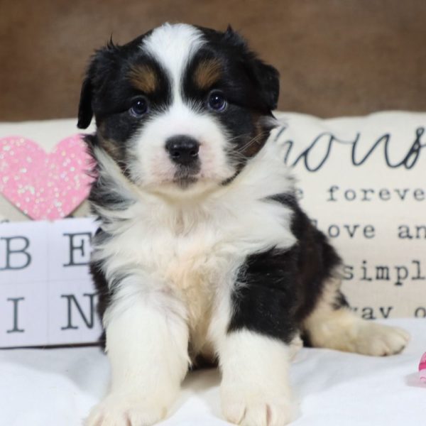 Miniature Australian Shepherd Puppy for Sale