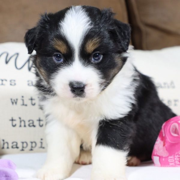 Miniature Australian Shepherd Puppy for Sale