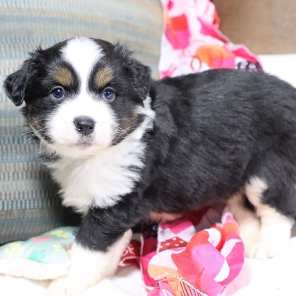 Miniature Australian Shepherd Puppy for Sale