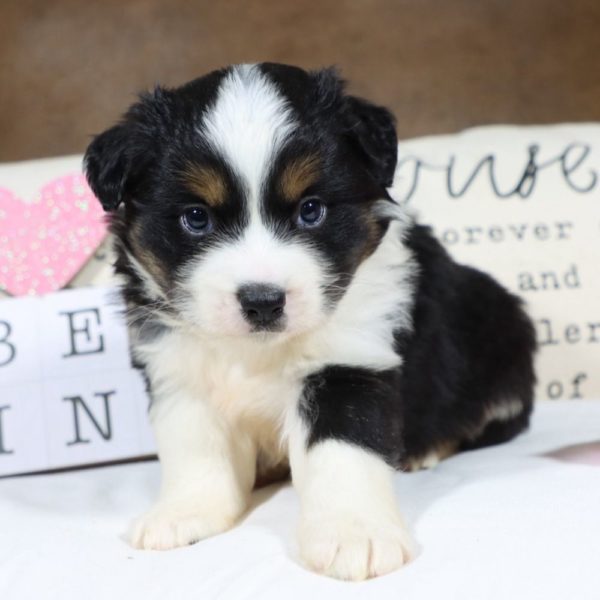 Miniature Australian Shepherd Puppy for Sale