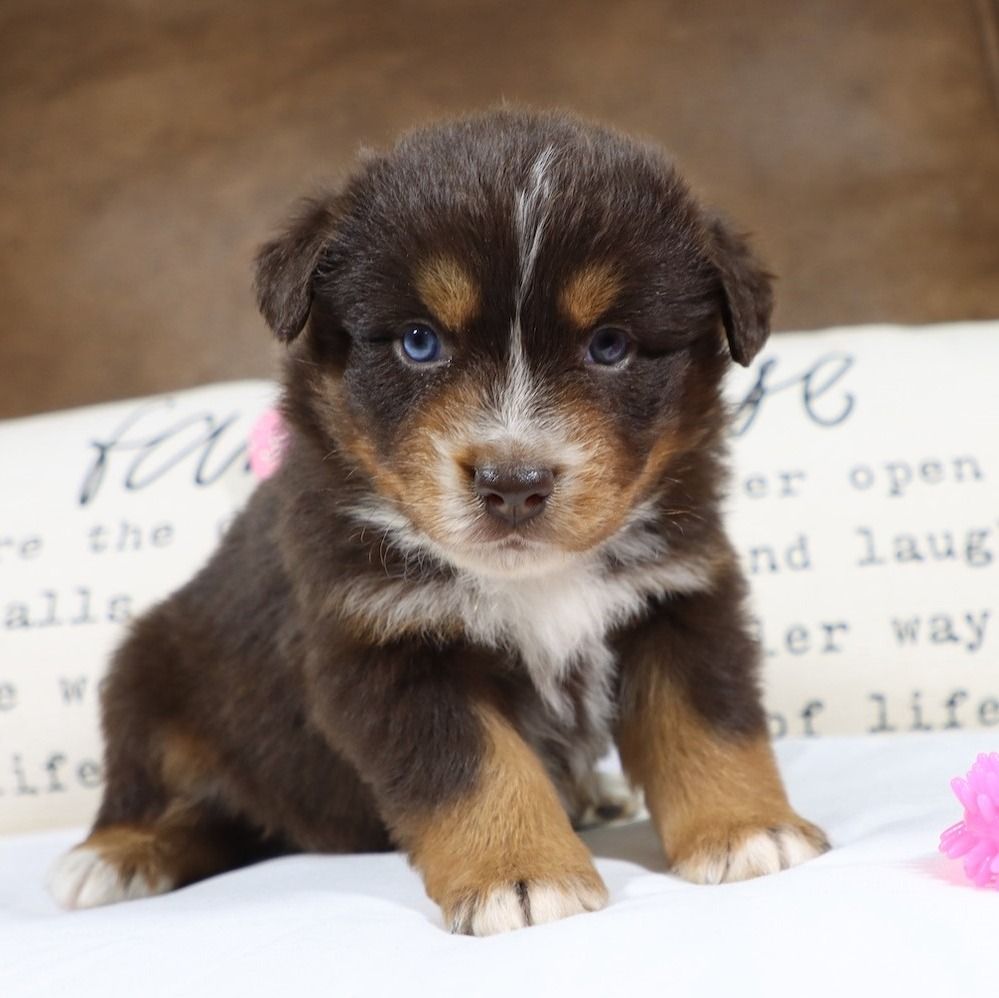 Miniature Australian Shepherd Puppy for Sale in NYC