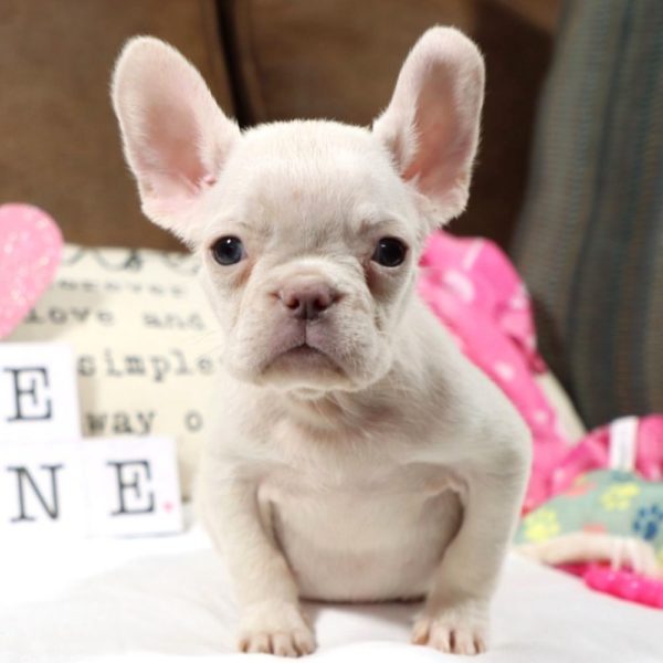 French Bulldog Puppy for Sale