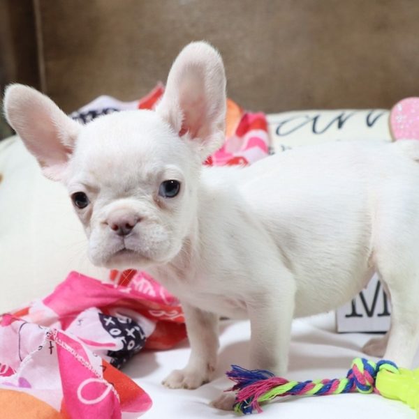 French Bulldog Puppy for Sale