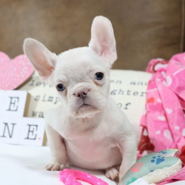 French Bulldog Puppy for Sale