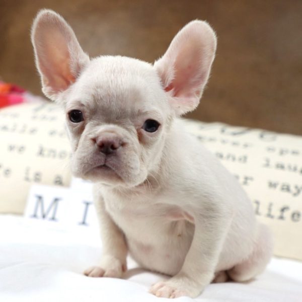 French Bulldog Puppy for Sale