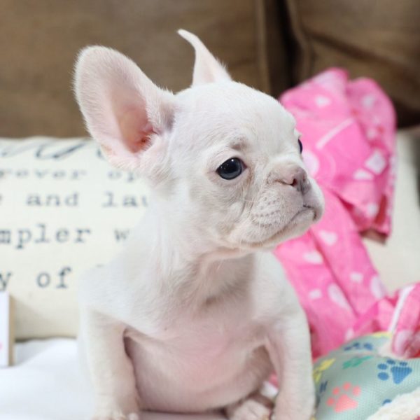 French Bulldog Puppy for Sale