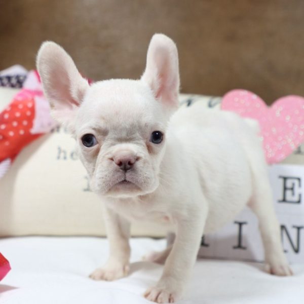 French Bulldog Puppy for Sale