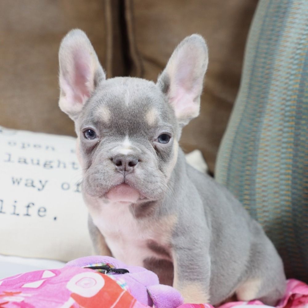 French Bulldog Puppy for Sale in NYC