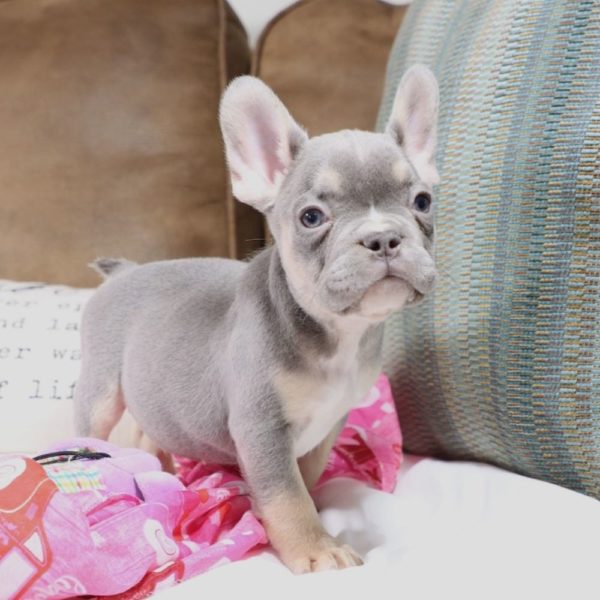 French Bulldog Puppy for Sale