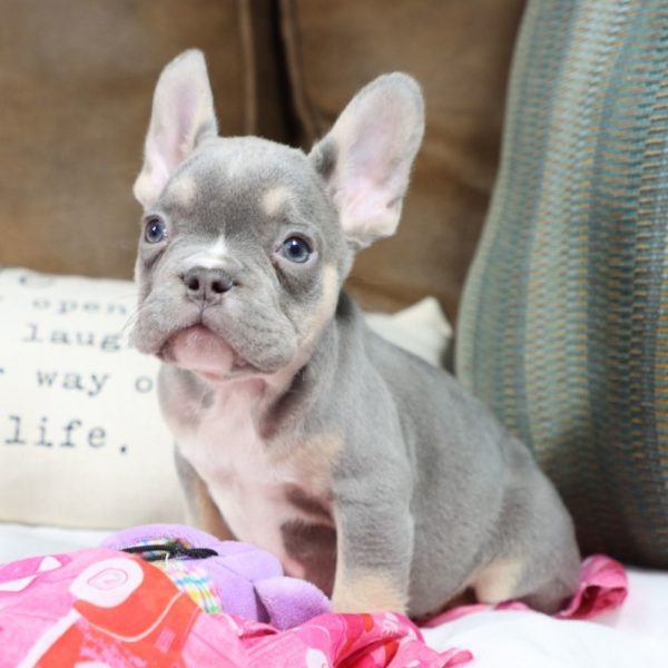 French Bulldog Puppy for Sale