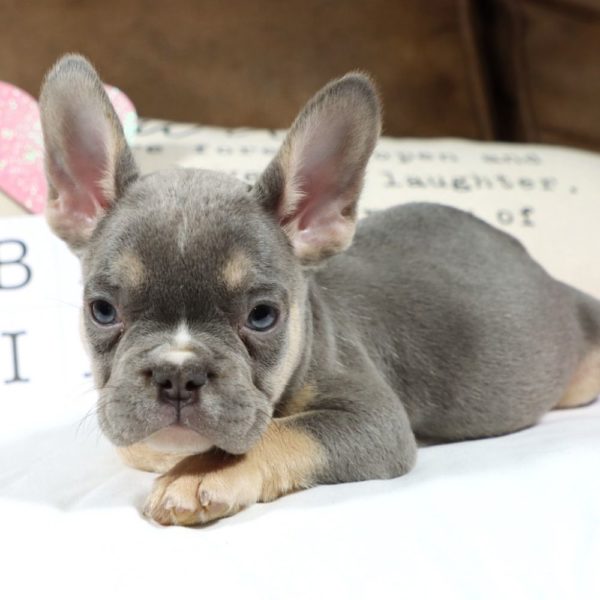 French Bulldog Puppy for Sale