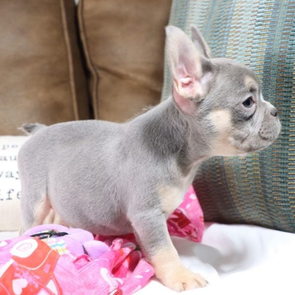 French Bulldog Puppy for Sale