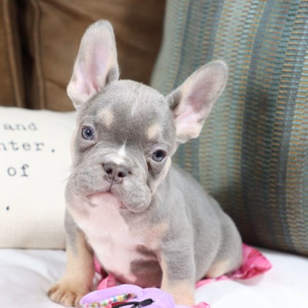 French Bulldog Puppy for Sale