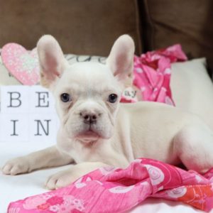 French Bulldog Puppy for Sale