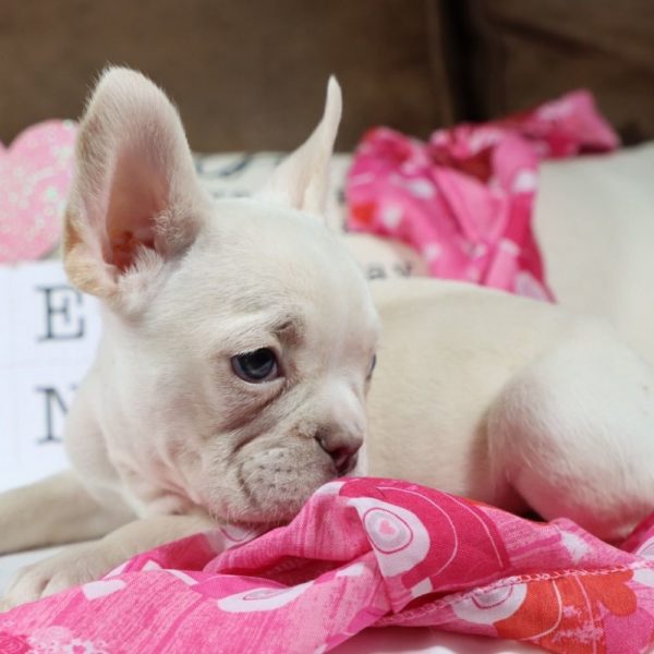 French Bulldog Puppy for Sale