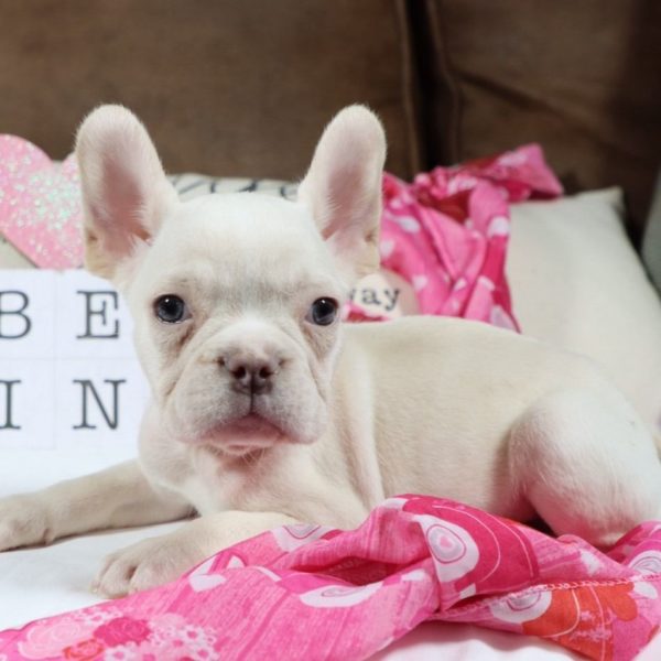 French Bulldog Puppy for Sale