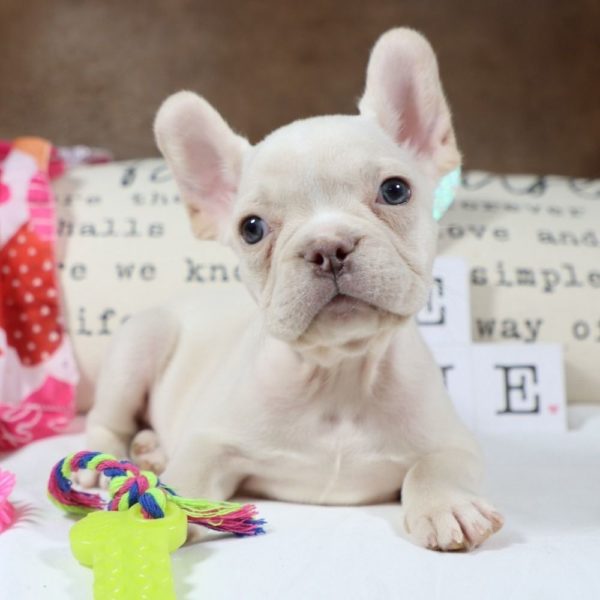 French Bulldog Puppy for Sale