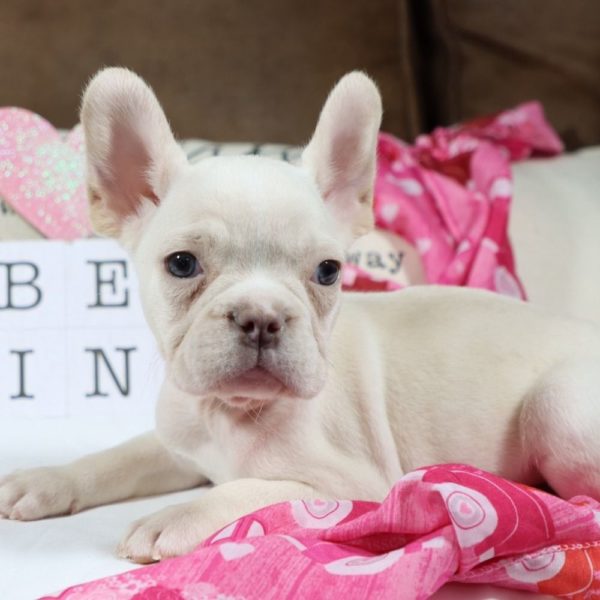 French Bulldog Puppy for Sale