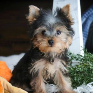 Yorkshire Terrier Puppy for Sale