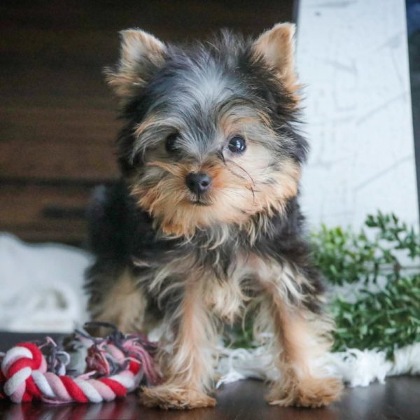 Yorkshire Terrier Puppy for Sale