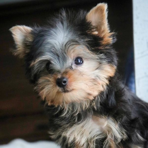 Yorkshire Terrier Puppy for Sale