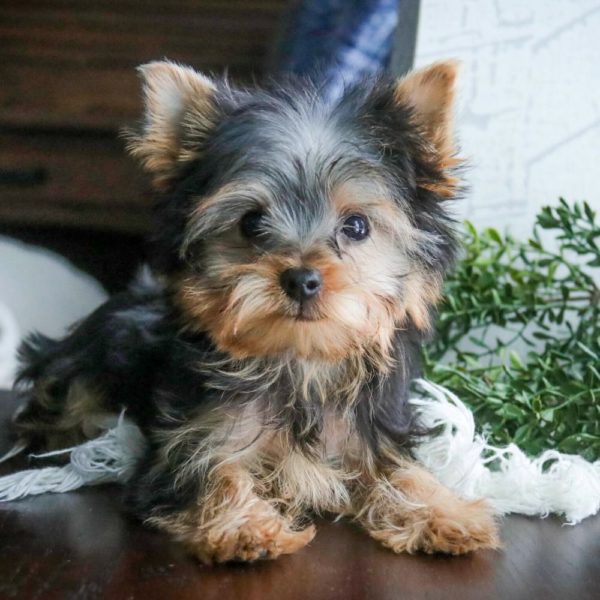 Yorkshire Terrier Puppy for Sale