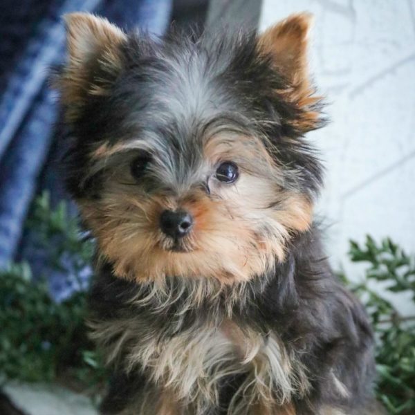 Yorkshire Terrier Puppy for Sale