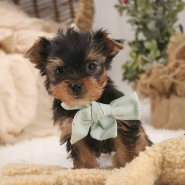 Yorkshire Terrier Puppy for Sale