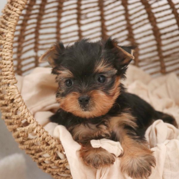 Yorkshire Terrier Puppy for Sale