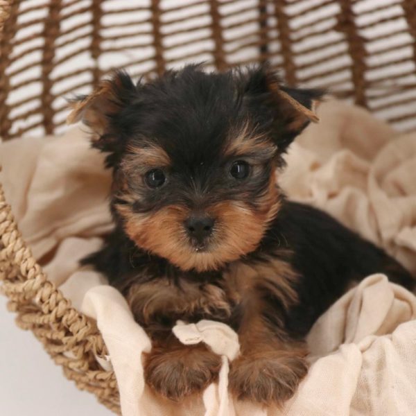 Yorkshire Terrier Puppy for Sale