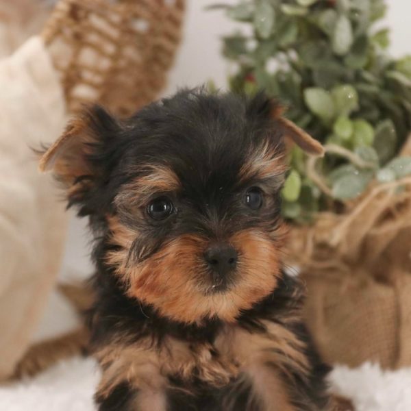 Yorkshire Terrier Puppy for Sale