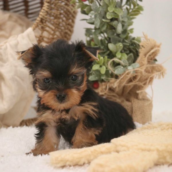 Yorkshire Terrier Puppy for Sale