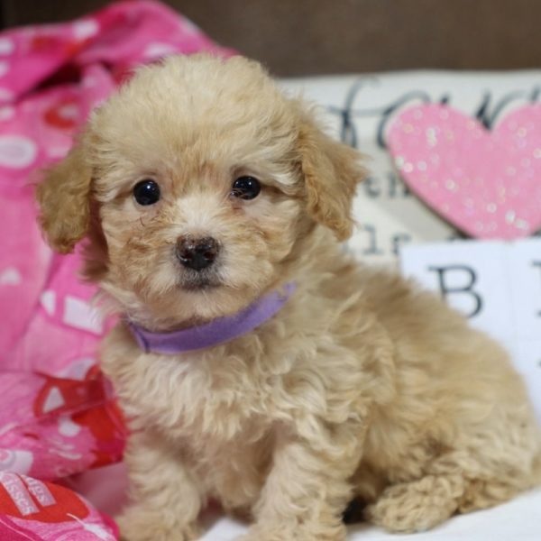 Toy Poodle Puppy for Sale