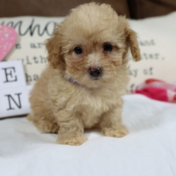 Toy Poodle Puppy for Sale