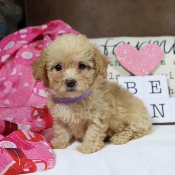 Toy Poodle Puppy for Sale