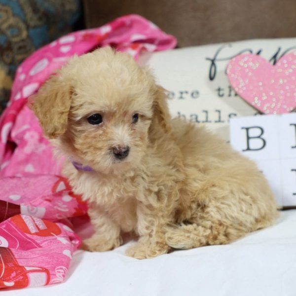 Toy Poodle Puppy for Sale