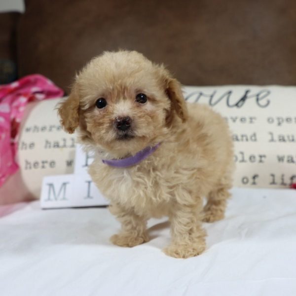 Toy Poodle Puppy for Sale