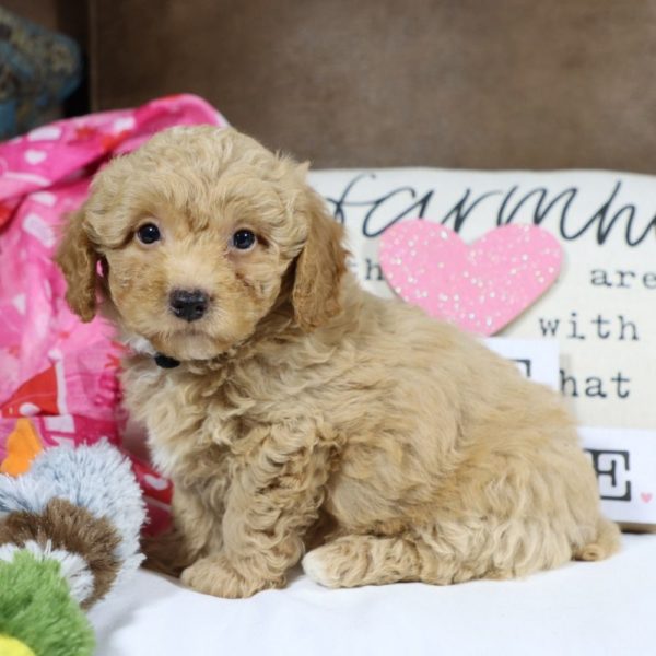 Toy Poodle Puppy for Sale