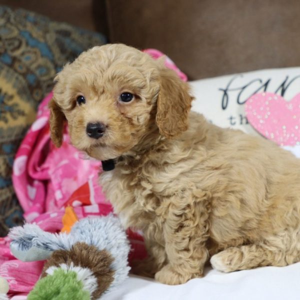 Toy Poodle Puppy for Sale