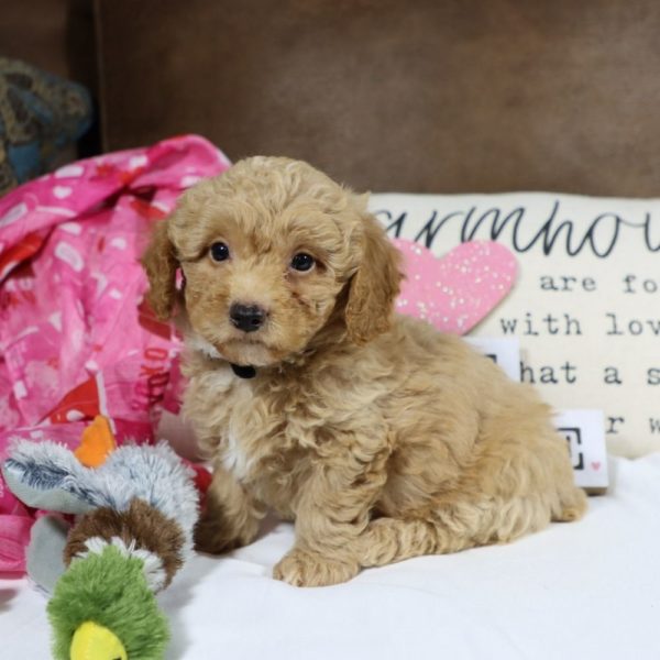 Toy Poodle Puppy for Sale