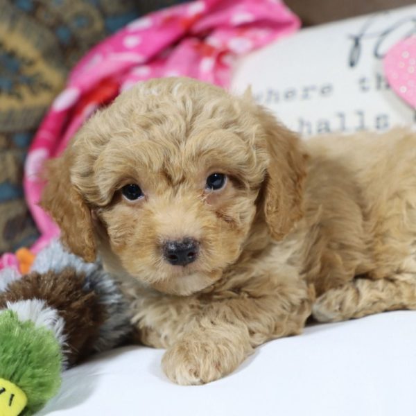 Toy Poodle Puppy for Sale