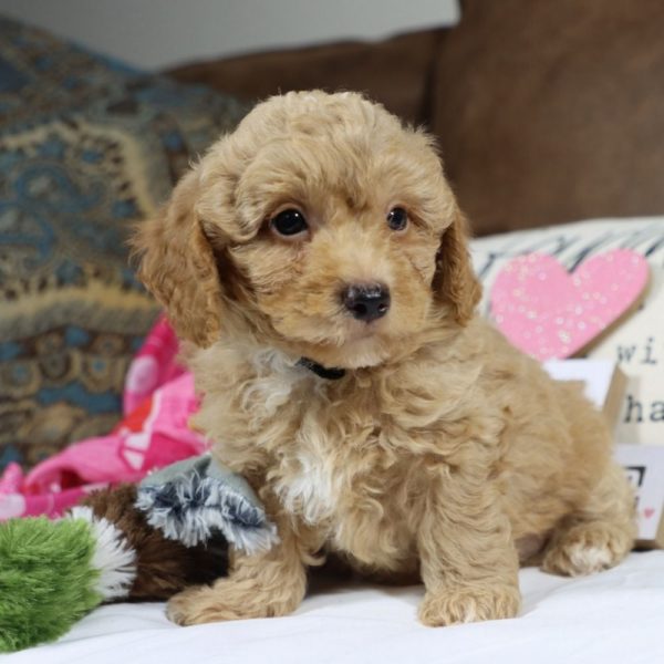 Toy Poodle Puppy for Sale